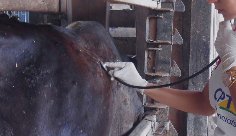 Quais são os parâmetros fisiológicos de bovinos